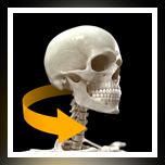 Skeletal System 3D Atlas of Anatomy